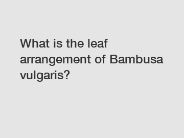 What is the leaf arrangement of Bambusa vulgaris?