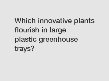 Which innovative plants flourish in large plastic greenhouse trays?