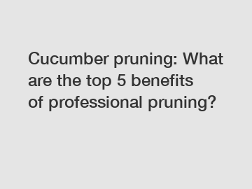 Cucumber pruning: What are the top 5 benefits of professional pruning?