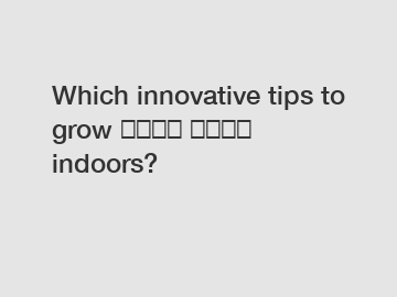 Which innovative tips to grow بذور خيار indoors?