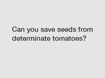 Can you save seeds from determinate tomatoes?