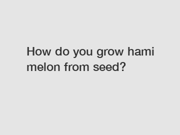 How do you grow hami melon from seed?