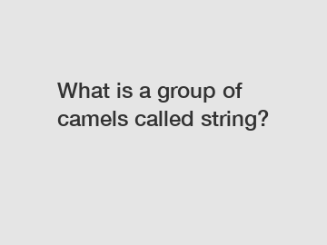 What is a group of camels called string?
