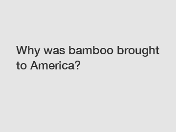 Why was bamboo brought to America?