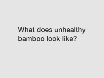 What does unhealthy bamboo look like?