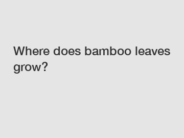 Where does bamboo leaves grow?