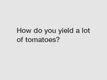 How do you yield a lot of tomatoes?