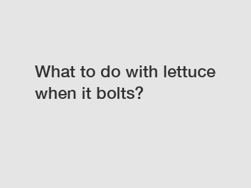 What to do with lettuce when it bolts?