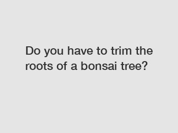 Do you have to trim the roots of a bonsai tree?