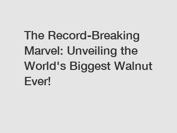 The Record-Breaking Marvel: Unveiling the World's Biggest Walnut Ever!