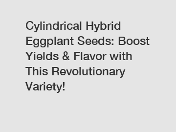 Cylindrical Hybrid Eggplant Seeds: Boost Yields & Flavor with This Revolutionary Variety!