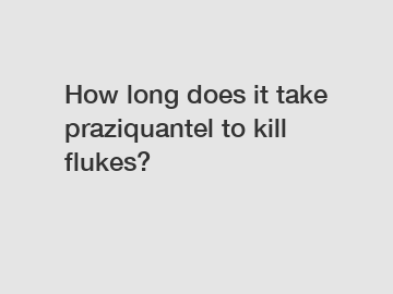How long does it take praziquantel to kill flukes?