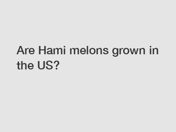 Are Hami melons grown in the US?