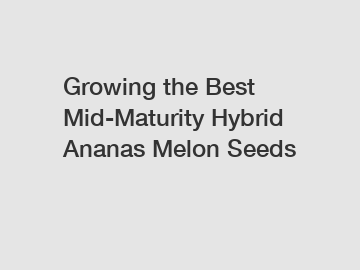 Growing the Best Mid-Maturity Hybrid Ananas Melon Seeds