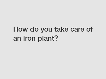 How do you take care of an iron plant?