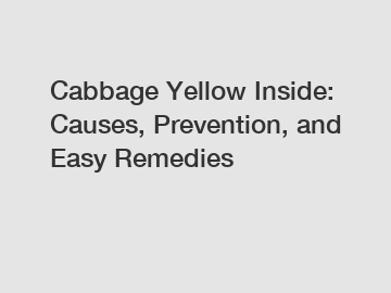 Cabbage Yellow Inside: Causes, Prevention, and Easy Remedies