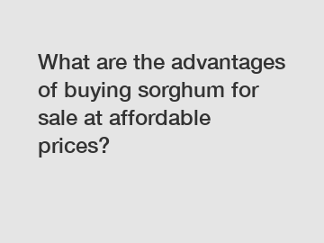 What are the advantages of buying sorghum for sale at affordable prices?