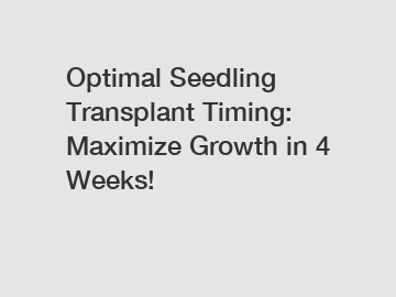 Optimal Seedling Transplant Timing: Maximize Growth in 4 Weeks!