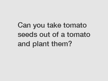 Can you take tomato seeds out of a tomato and plant them?