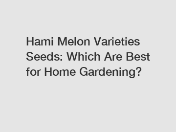 Hami Melon Varieties Seeds: Which Are Best for Home Gardening?