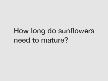 How long do sunflowers need to mature?