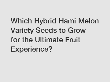 Which Hybrid Hami Melon Variety Seeds to Grow for the Ultimate Fruit Experience?