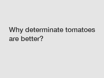 Why determinate tomatoes are better?