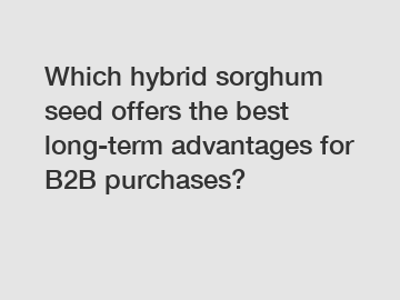 Which hybrid sorghum seed offers the best long-term advantages for B2B purchases?