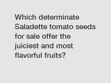 Which determinate Saladette tomato seeds for sale offer the juiciest and most flavorful fruits?