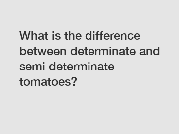 What is the difference between determinate and semi determinate tomatoes?