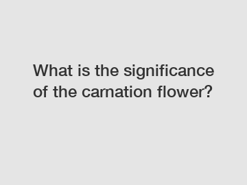 What is the significance of the carnation flower?