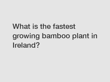 What is the fastest growing bamboo plant in Ireland?