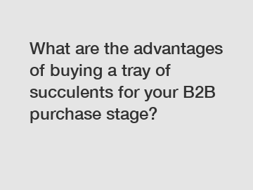 What are the advantages of buying a tray of succulents for your B2B purchase stage?