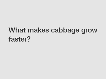 What makes cabbage grow faster?
