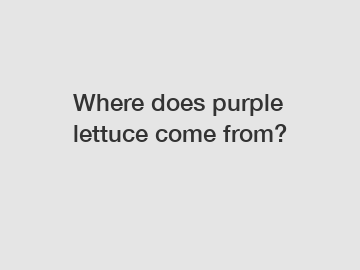 Where does purple lettuce come from?