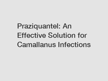 Praziquantel: An Effective Solution for Camallanus Infections