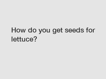 How do you get seeds for lettuce?