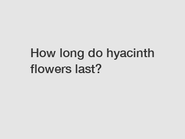 How long do hyacinth flowers last?