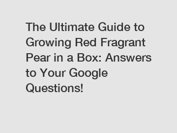 The Ultimate Guide to Growing Red Fragrant Pear in a Box: Answers to Your Google Questions!