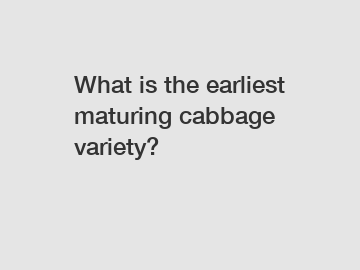 What is the earliest maturing cabbage variety?