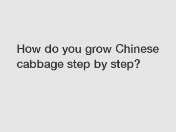 How do you grow Chinese cabbage step by step?