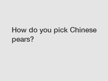How do you pick Chinese pears?