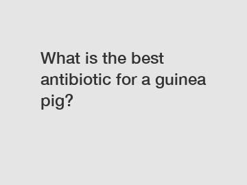 What is the best antibiotic for a guinea pig?