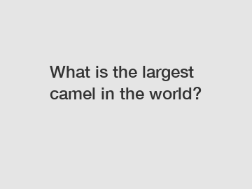 What is the largest camel in the world?