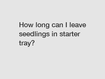 How long can I leave seedlings in starter tray?