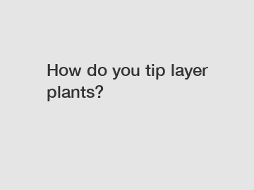 How do you tip layer plants?