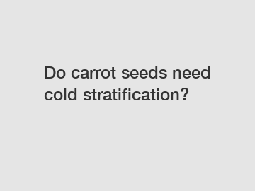 Do carrot seeds need cold stratification?