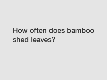 How often does bamboo shed leaves?