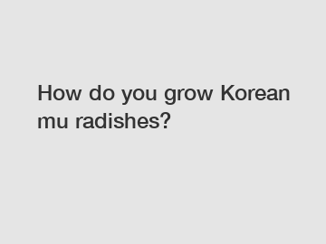 How do you grow Korean mu radishes?