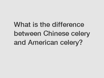What is the difference between Chinese celery and American celery?